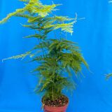 Саженцы Аспарагуса комнатного