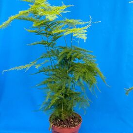 Саженцы Аспарагуса комнатного