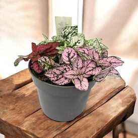 Саженцы Гипоэстеса