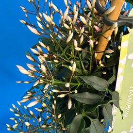 Саженцы Жасмина