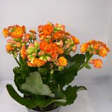 Саженцы Каланхое