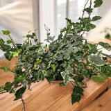 Саженцы Плюща комнатного