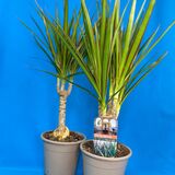 Саженцы Драцены