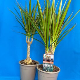 Саженцы Драцены