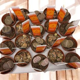 Саженцы Литопсов