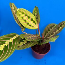 Саженцы Маранты