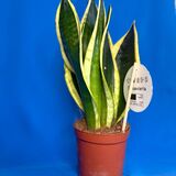Саженцы Сансевиерия