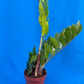 Саженцы Замиокулькаса