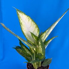 Саженцы Диффенбахии