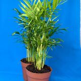 Саженцы Хамедореи