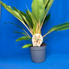 Саженцы Хлорофитума