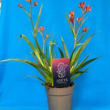 Саженцы Анигозантуса