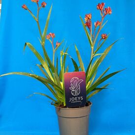 Саженцы Анигозантуса