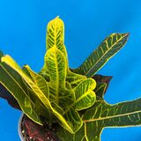 Саженцы Кротона