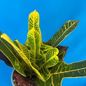 Саженцы Кротона