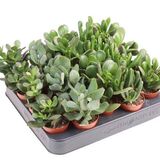 Саженцы Крассулы