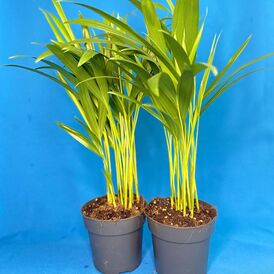 Саженцы Дипсиса