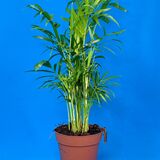 Саженцы Пальм