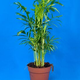 Саженцы Пальм