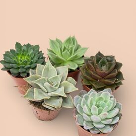 Саженцы Эхеверии