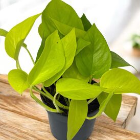 Саженцы Эпипремнума