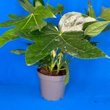 Саженцы Фатсии