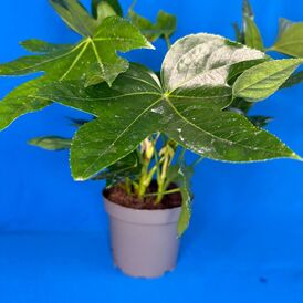 Саженцы Фатсии