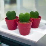 Саженцы Хойя