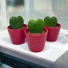 Саженцы Хойя