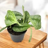 Саженцы Сциндиапсуса