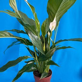 Саженцы Спатифиллума