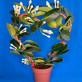 Саженцы Стефанотиса