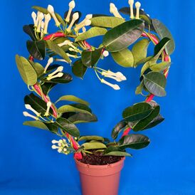 Саженцы Стефанотиса