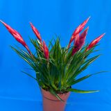 Саженцы Вриезии