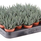 Саженцы Хавортии