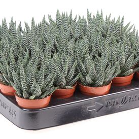 Саженцы Хавортии