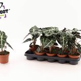 Саженцы Алоказии