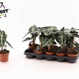 Саженцы Алоказии