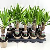 Саженцы Юкки