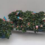 Саженцы Азалии