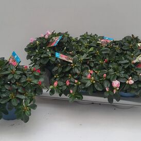 Саженцы Азалии