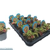 Саженцы Дионеи