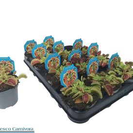 Саженцы Дионеи