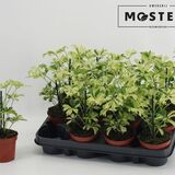 Саженцы Шаффлеры