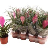 Саженцы Тилландсии