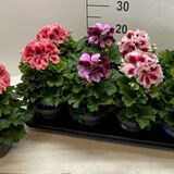 Саженцы Пеларгонии