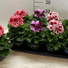 Саженцы Пеларгонии