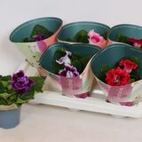 Саженцы Глоксинии