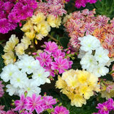 Саджанці Левізії