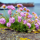 Рассада Армерии